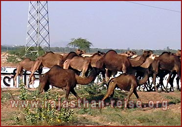 Camels in Rajasthan