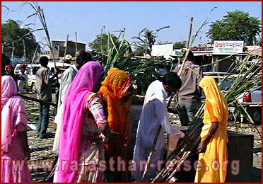 Women purchasing sugarcane-Pushkar Fair, Rajasthan