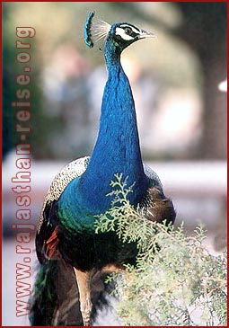 Regal Peacock