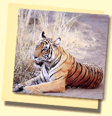 Bebachten Sie Tiger whrend einer Jungle Safari in Rajasthan !