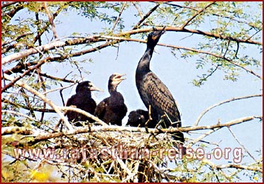 Birds, Bharatpur,  Rajasthan