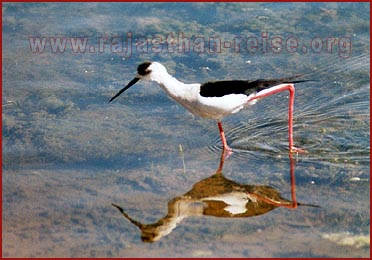 Birds in Bharatpur National Park, Rajasthan