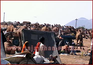 Camels in Pushkar Fair, Rajasthan