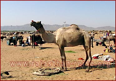 Camel in Pushkar Fair, Rajasthan