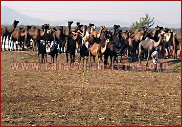 Camels in Pushkar Fair , Rajasthan