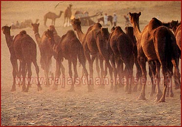 Camel breading farm