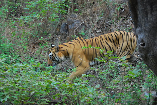 Bengalitiger-im-Ranthambore-Nationalpark
