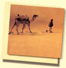 Das Kamel in der Wüste von Rajasthan !